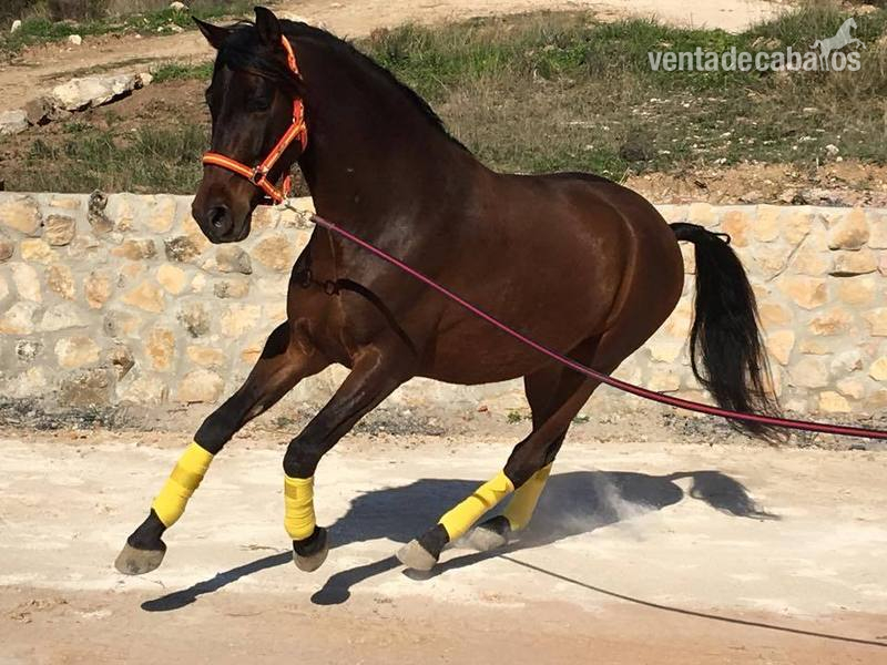 En venta Caballo PRE capado in 