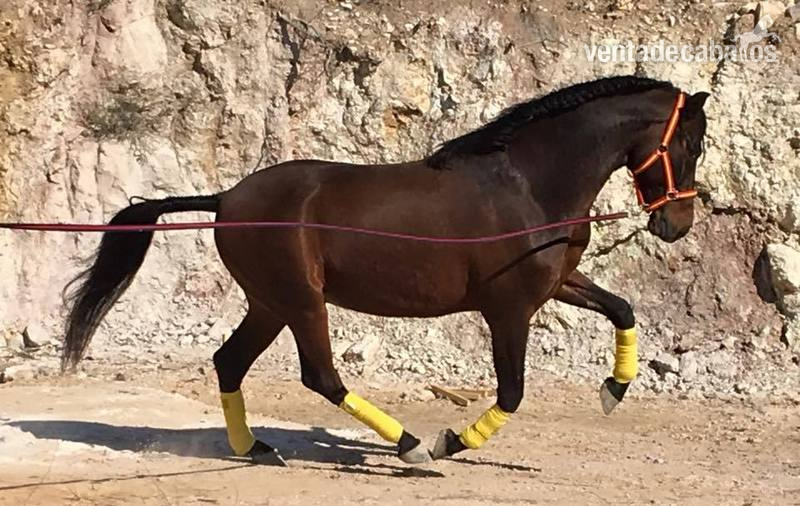 Caballos Pura Raza Española (P.R.E.) Pura Raza Española - En venta Caballo PRE capado