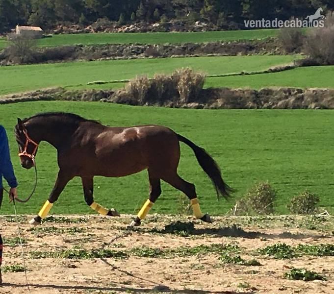 En venta Caballo PRE capado - Caballos Pura Raza Española (P.R.E.) Pura Raza Española