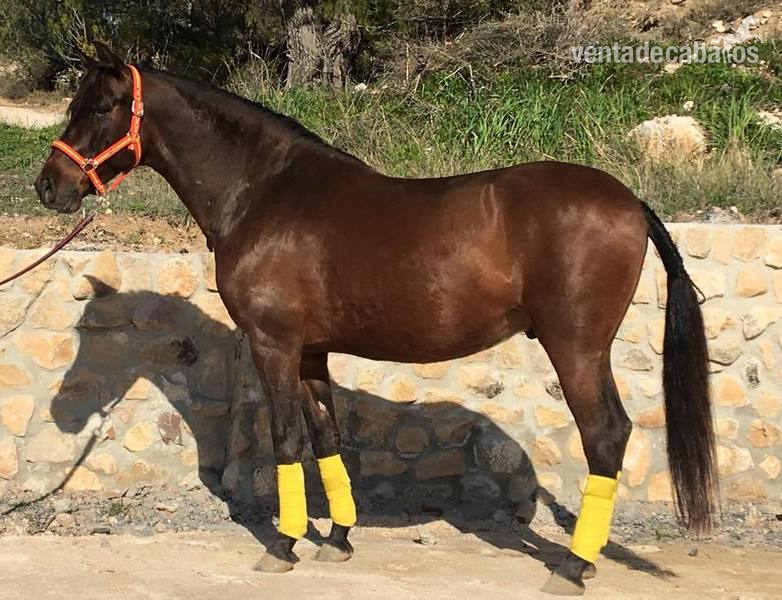 En venta Caballo PRE capado - Pura Raza Española