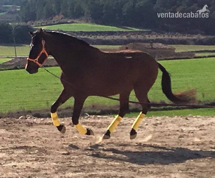 En venta Caballo PRE capado - Caballos Pura Raza Española (P.R.E.)