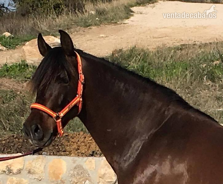 En venta Caballo PRE capado