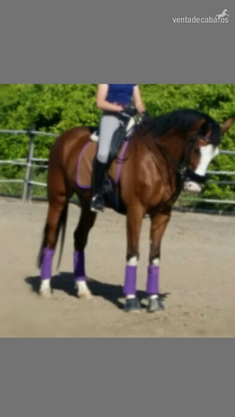 SE VENDE CABALLO KWPN in 