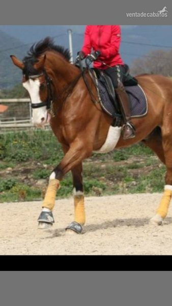 Caballos Capados KWPN - SE VENDE CABALLO KWPN