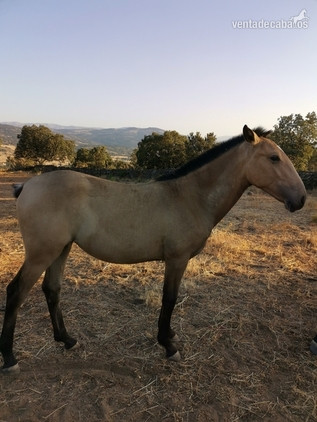 Potra baya clara  in 