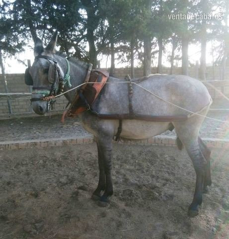 Mulo a la venta in 