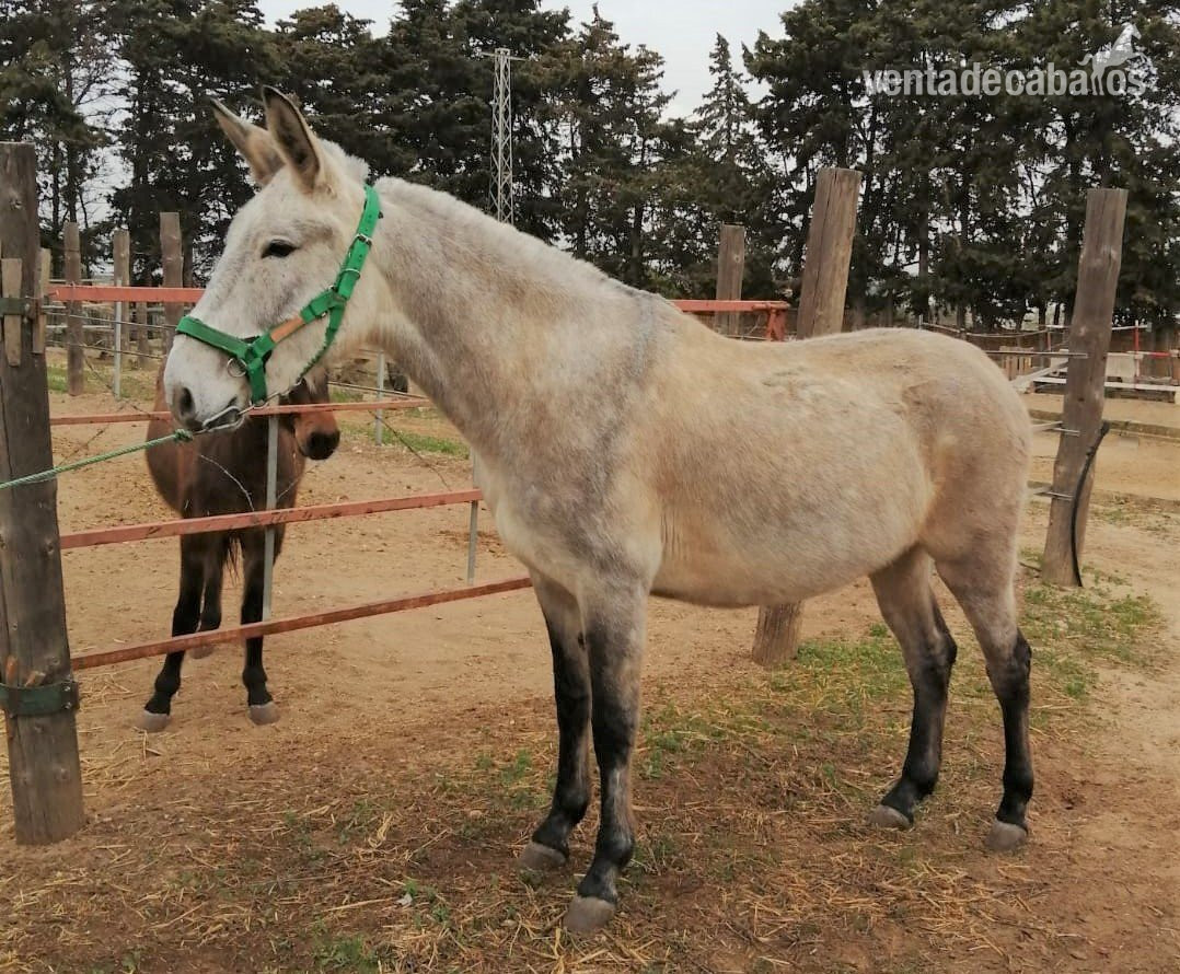 Burros EMPTY - Mulo a la venta