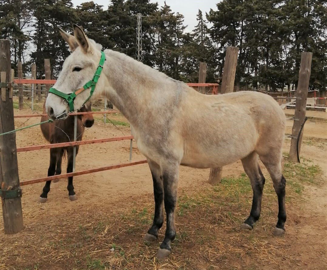 Burros EMPTY - Mulo a la venta
