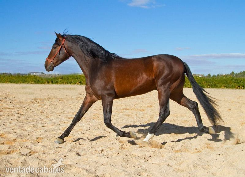 Se vende precioso Caballo PRE castaño in 