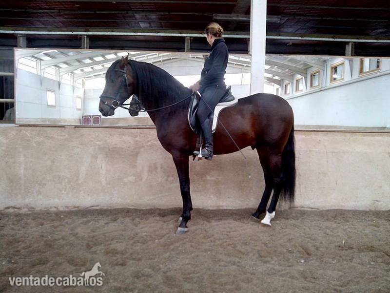 Caballos Pura Raza Española (P.R.E.) Pura Raza Española - Se vende precioso Caballo PRE castaño