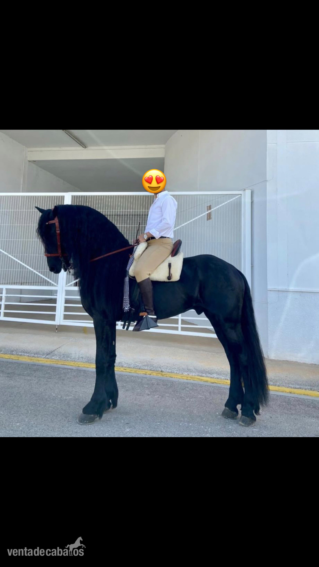 Se comparte caballo Frison muy domado Teulada/Alicante in 