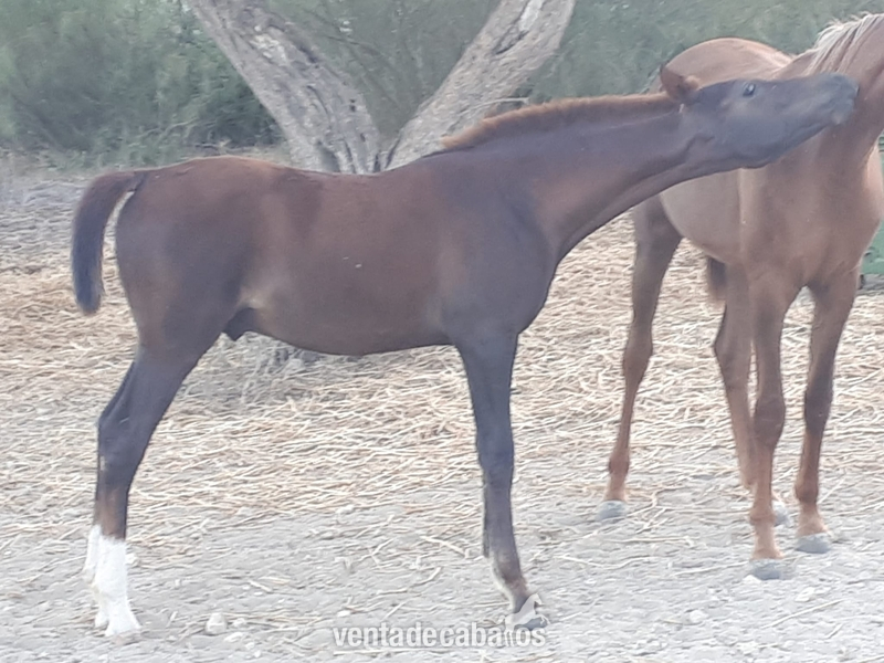 Caballos Árabes Arabe - Potro pura raza arabe al destete