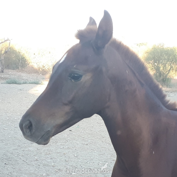 Potro pura raza arabe al destete - Caballos Árabes Arabe