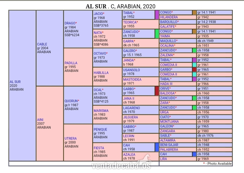 Potro pura raza arabe al destete - Arabe