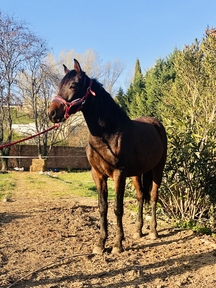 Yegua Hispano Árabe