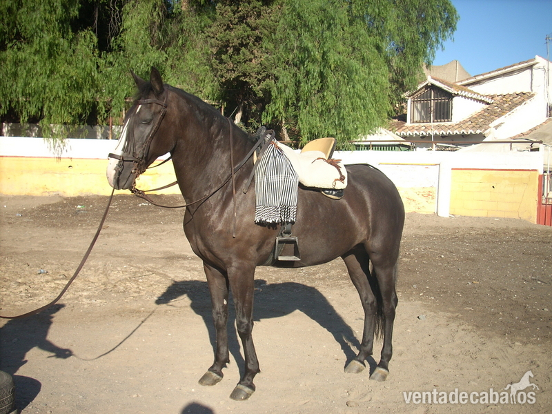 Cruzado