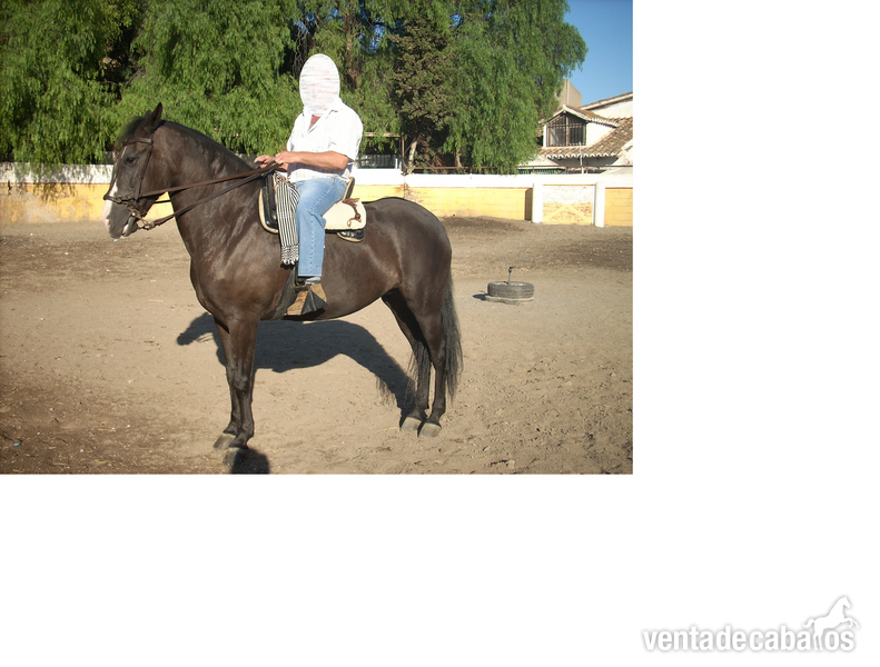 Cruzado {TYPE}