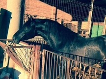 Potro de 3 años impresionante