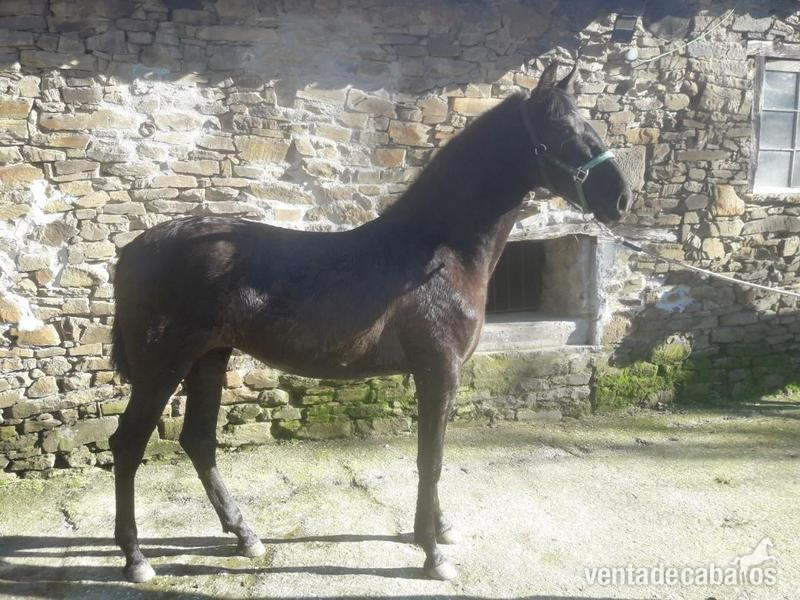 vendo o cambio potra negra pre in 