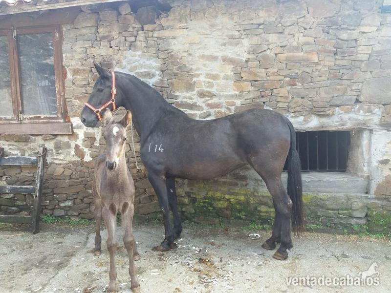 vendo o cambio potra negra pre - Potras pre