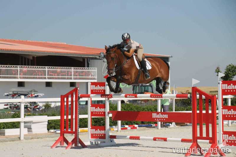 VENTA DE CABALLOS DE SALTO in 