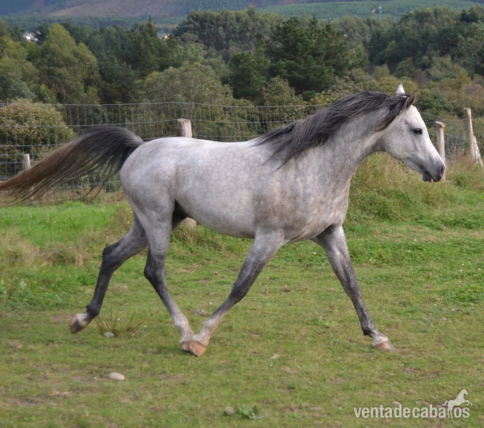 Caballos Árabes Arabe - Semental pura raza árabe