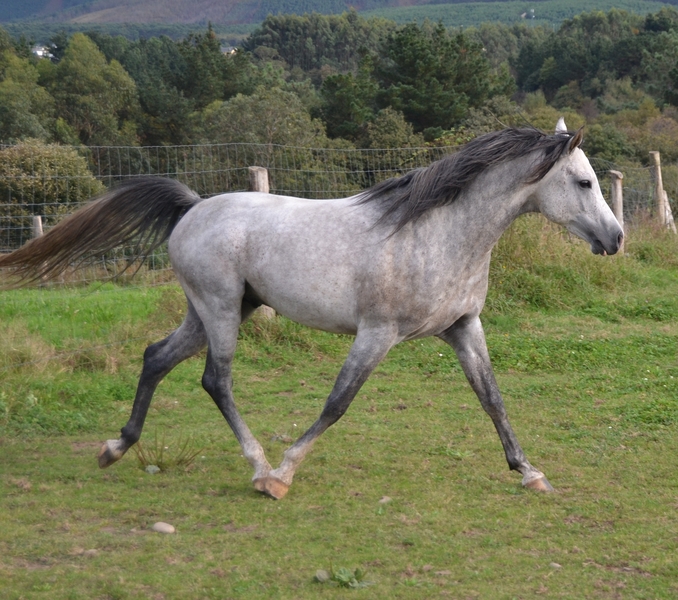 Caballos Árabes Arabe - Semental pura raza árabe