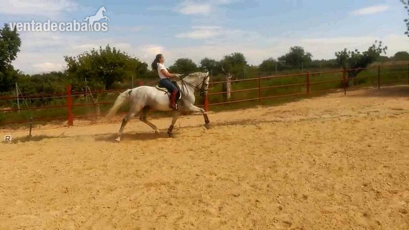 caballo Doma Clásica Nivel 3 in 