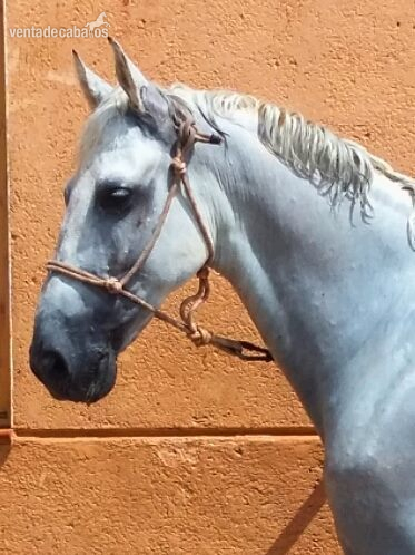 caballo Doma Clásica Nivel 3 - Caballos Pura Raza Española (P.R.E.) Pura Raza Española