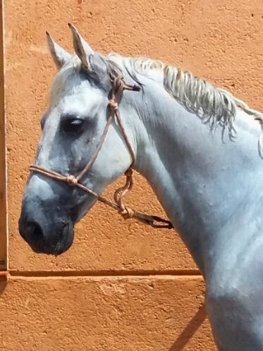 caballo Doma Clásica Nivel 3 - Caballos Pura Raza Española (P.R.E.) Pura Raza Española