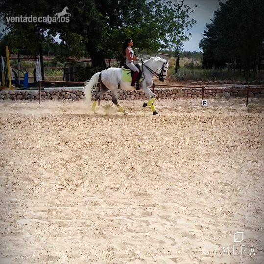 caballo Doma Clásica Nivel 3 - Pura Raza Española