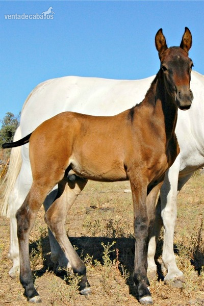 Potro PRE Hidalgo - Caballos Pura Raza Española (P.R.E.) Pura Raza Española