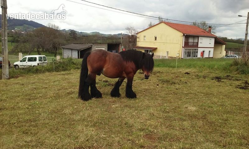 Se vende semental in 