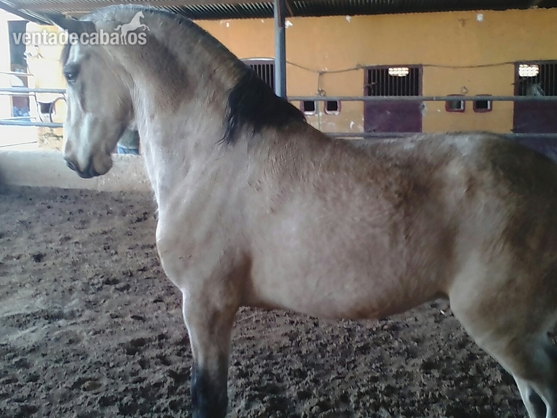 Vendo y cambio caballos  in 