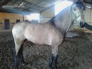 Cuaquier raza {TYPE}