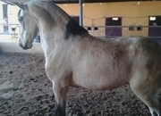 Vendo y cambio caballos 