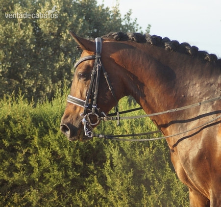 Caballo PRE Doma Clásica  in 