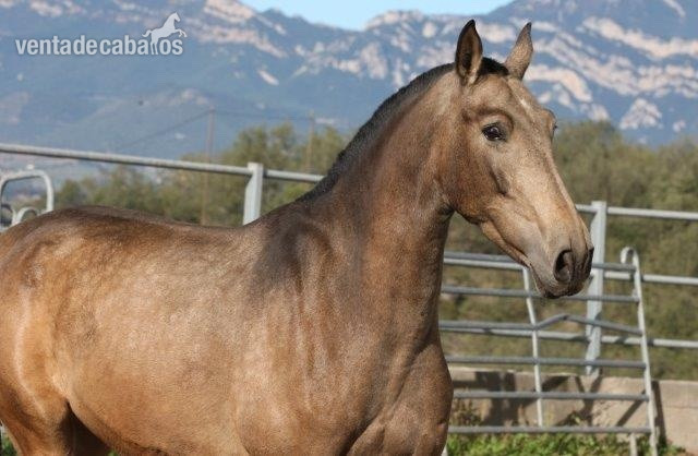 P.R.E. POTRA BAYA EN VENTA - Pura Raza Española