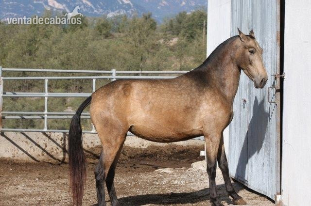 P.R.E. POTRA BAYA EN VENTA - Potras