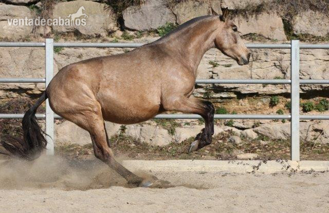 P.R.E. POTRA BAYA EN VENTA in 