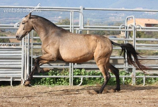 Pura Raza Española {TYPE}