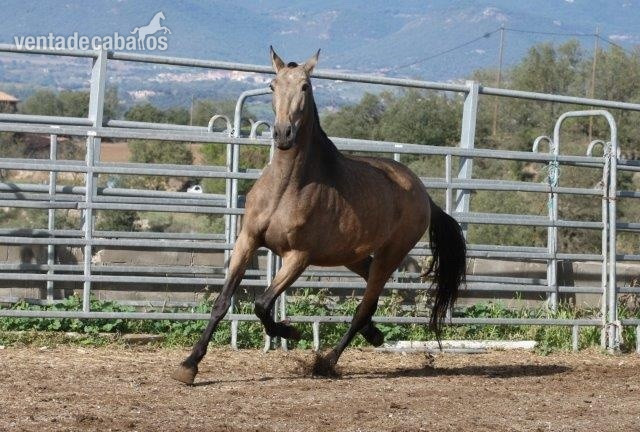 Potras Pura Raza Española - P.R.E. POTRA BAYA EN VENTA