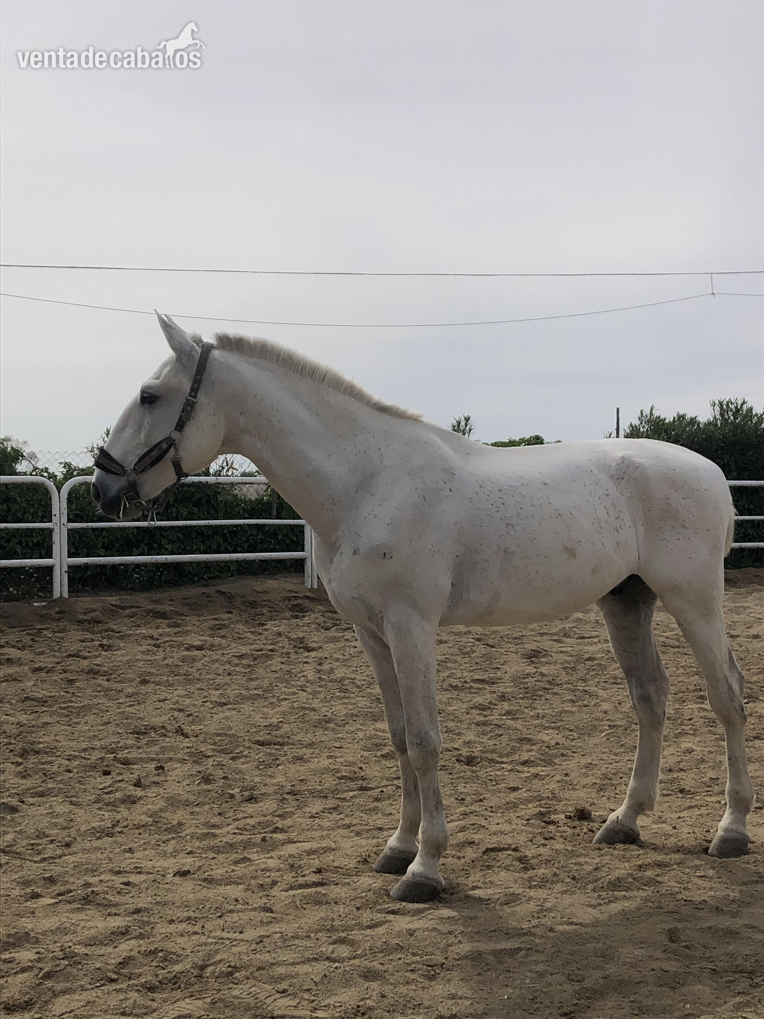 Caballo lusitano puro in 
