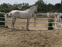 Caballo lusitano puro