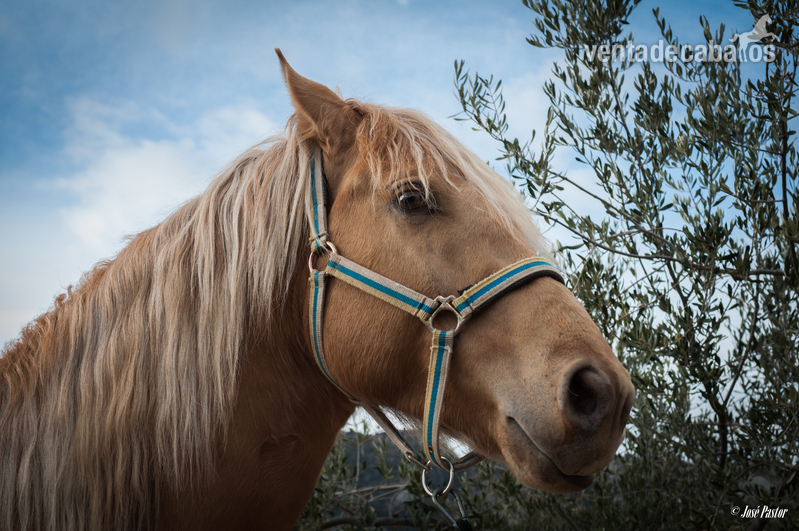 Potro Cruzado Pelo Palomino in 