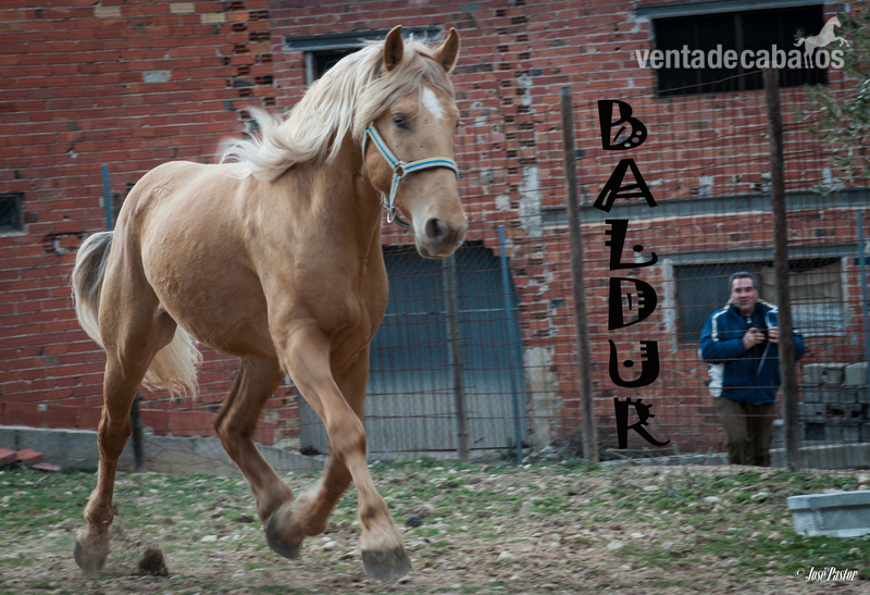 Caballos Enteros Cruzado - Potro Cruzado Pelo Palomino