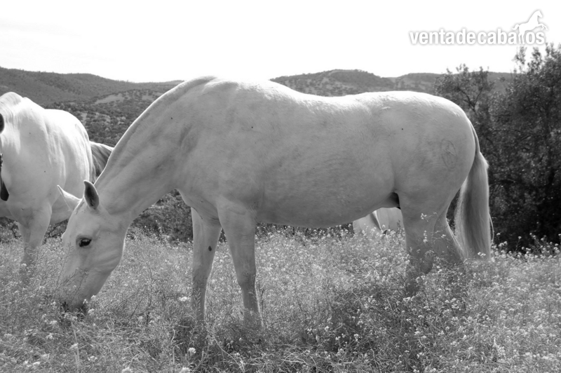 Caballos Pura Raza Española (P.R.E.) Pura Raza Española - Yeguas PRE tordas