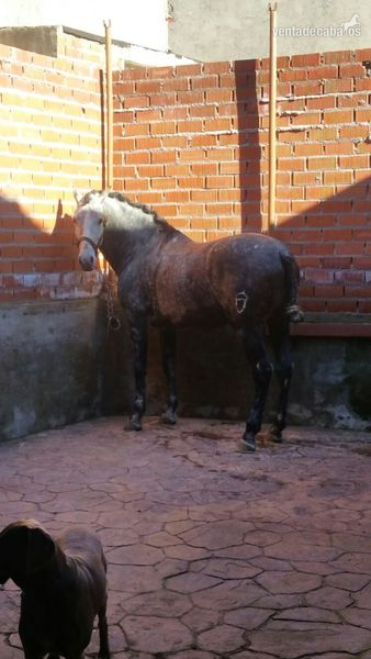 Pura Raza Española