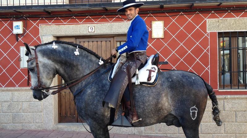 Caballos Pura Raza Española (P.R.E.) Pura Raza Española - Venta de PRE 6 años