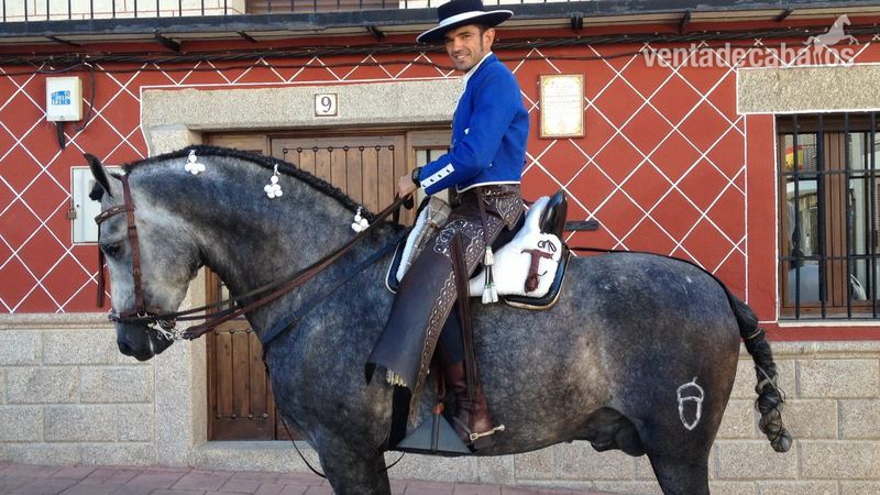 Caballos Pura Raza Española (P.R.E.) Pura Raza Española - Venta de PRE 6 años